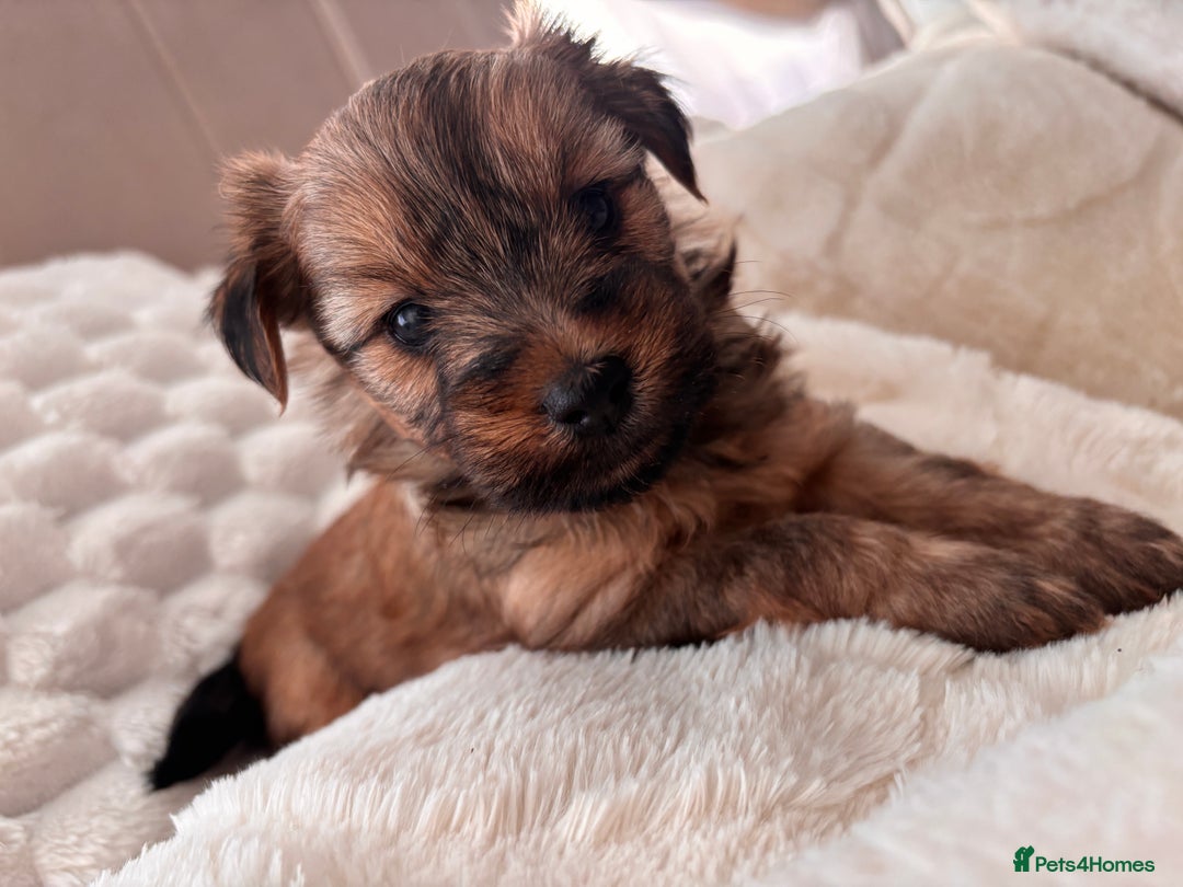 Yorkshire Terrier dogs for sale: Pedigree Yorkshire Terrier - Advert 22