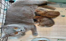 British Shorthair cats for sale: Beautiful golden shaded/ticked kittens - Image 5