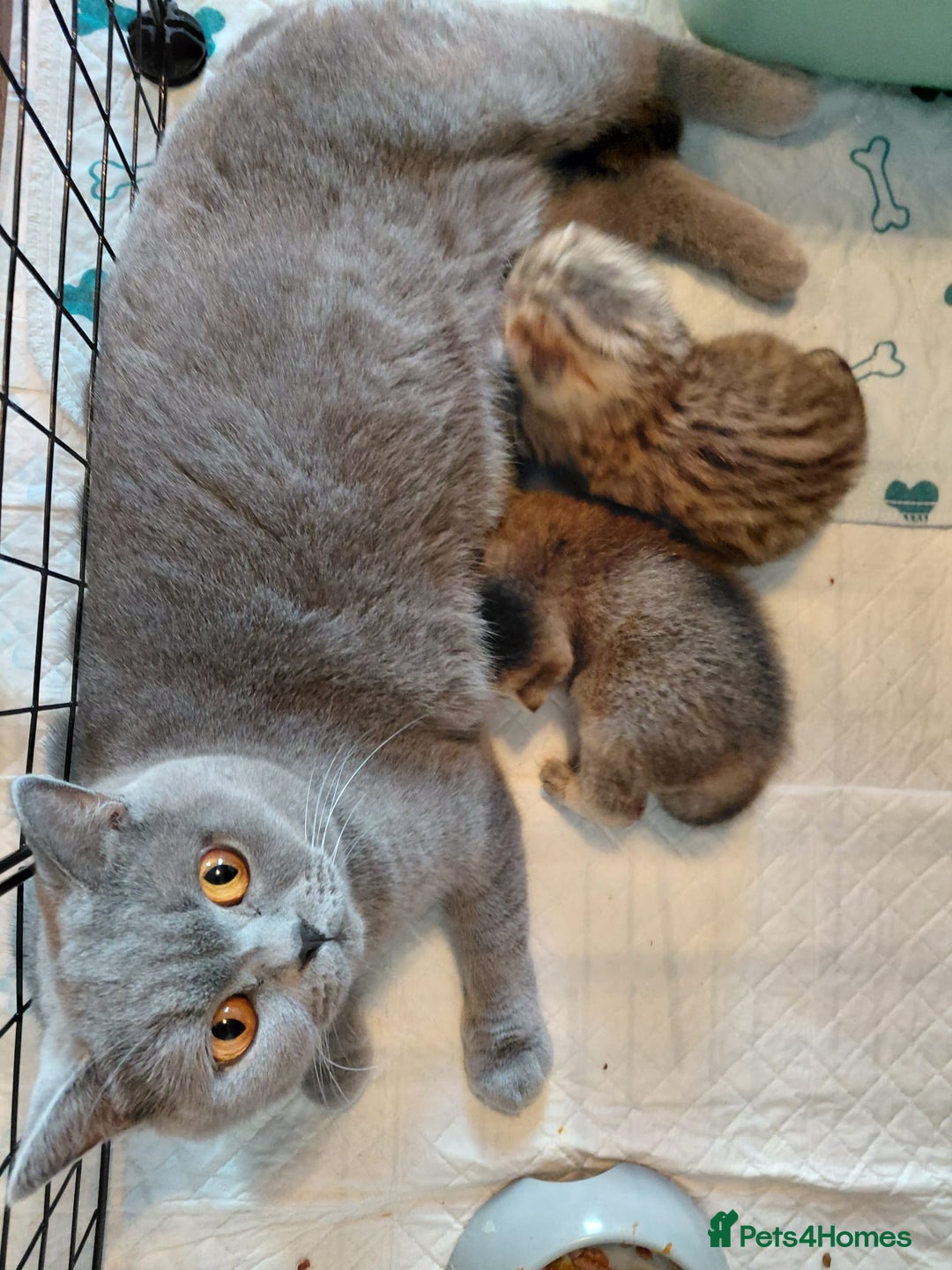 British Shorthair cats for sale: Beautiful golden shaded/ticked kittens - Image 5