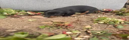 Dachshund dogs for sale: dashound’s puppies  - Advert 12