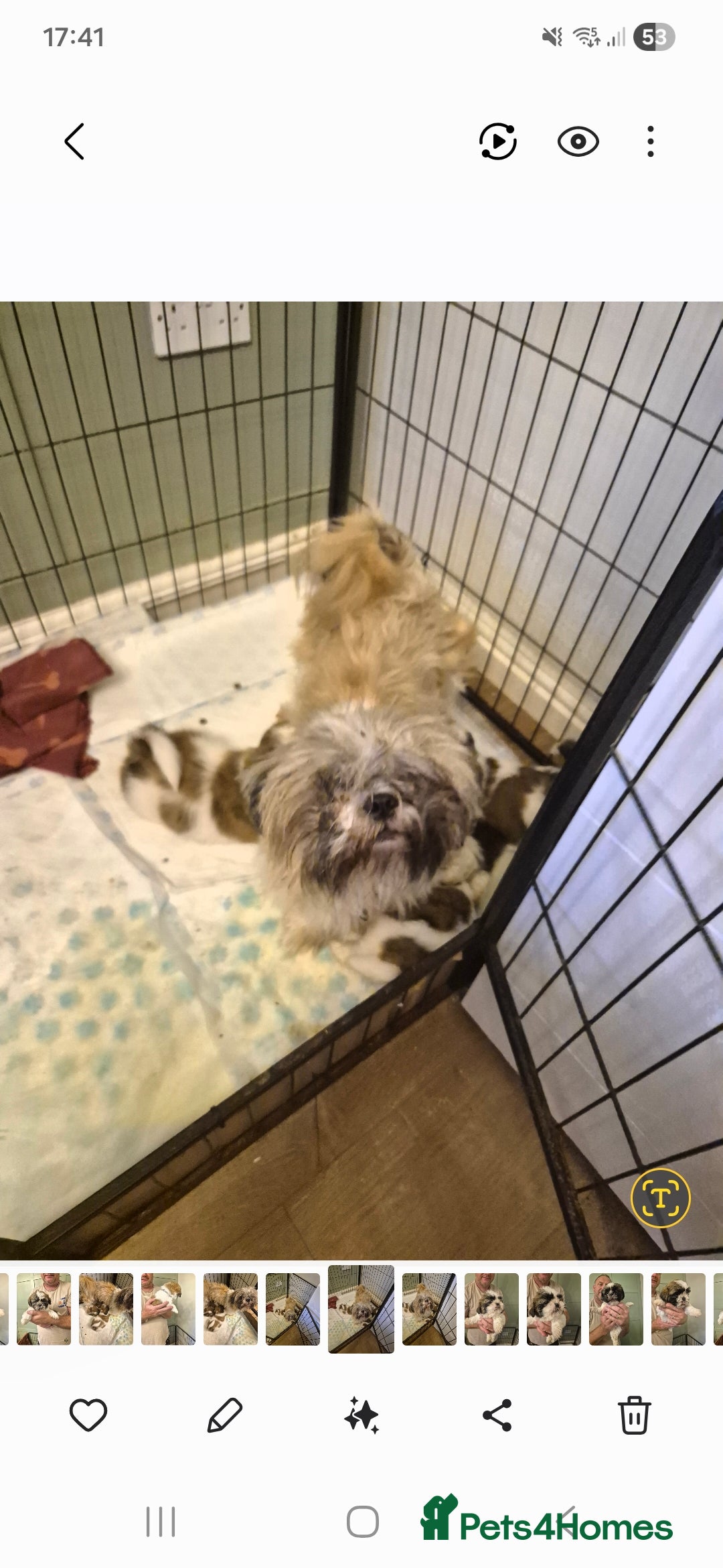 Shih Tzu dogs for sale: shis txu puppies - Image 6