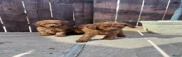 Toy Poodle dogs for sale: DNA health tested Toy Poodles  - Advert 3