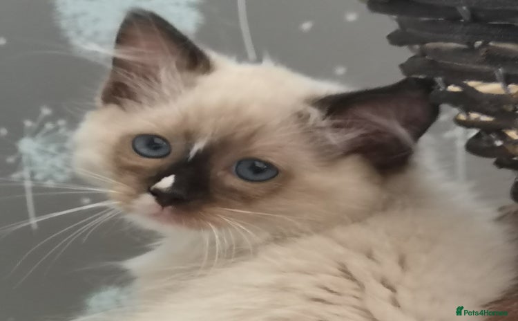 Ragdoll cats - Advert 3