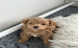 Maltipoo dogs for sale: Stunning F1 Maltipoo Baby Boy - Advert 8
