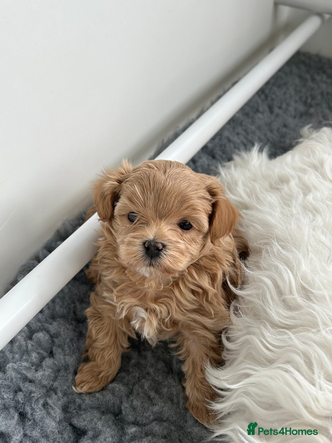 Maltipoo dogs for sale: Stunning F1 Maltipoo Baby Boy - Advert 8