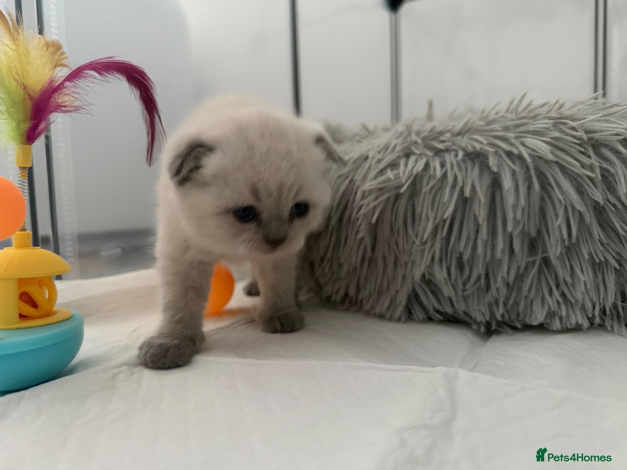 British Shorthair cats British Shorthair kittens - Advert 2