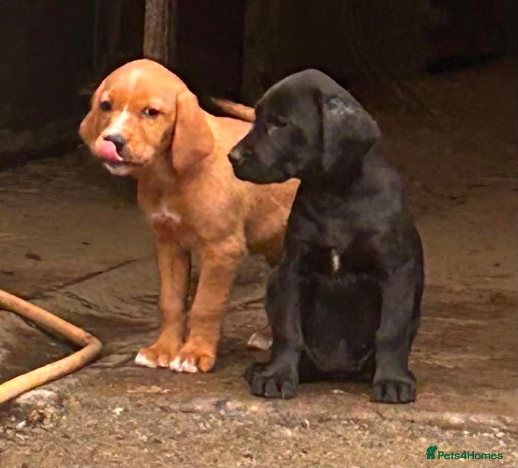 Springador dogs Adorable Springador puppies  - Advert 1
