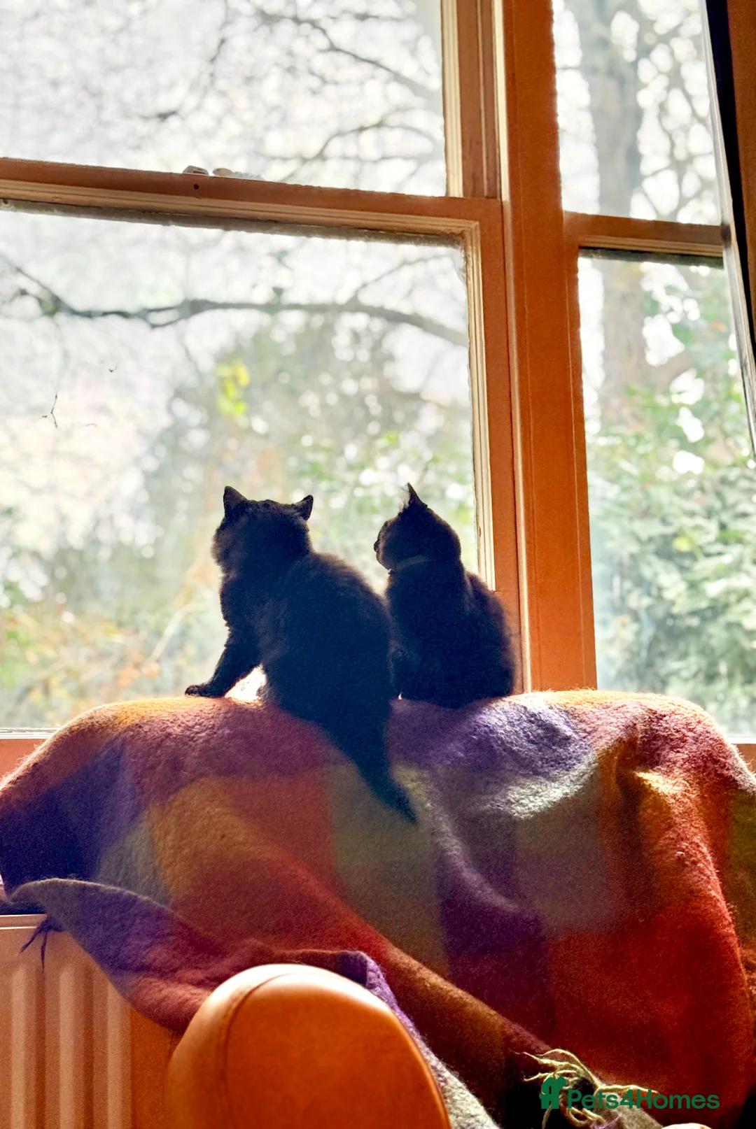 Ragdoll cats for sale: Adorable Ragdoll/ Maine Coon Mix for Forever Homes - Advert 6