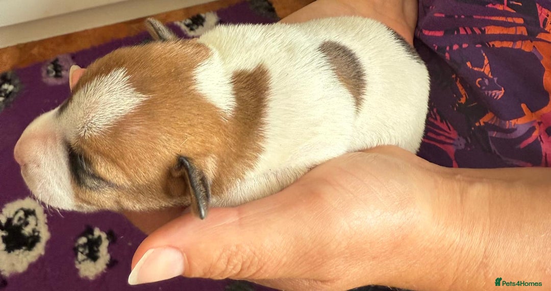 Jack Russell dogs for sale: Bred From Health Tested Parents - Image 7