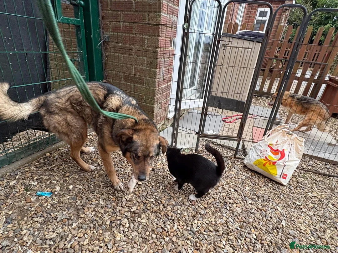 Mixed Breed dogs for adoption: Rufus - Taverham Norfolk  in Norwich - Advert 12