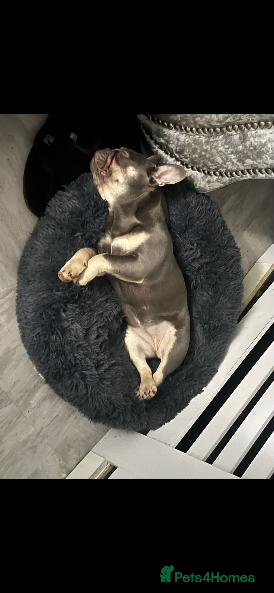 French Bulldog dogs 7 pure-bred Lilac and Chocolate Puppies  - Advert 3