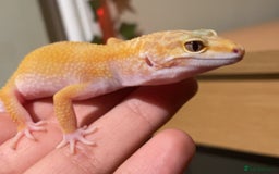 Leopard Gecko reptiles for sale: Leopard Gecko - Image 3