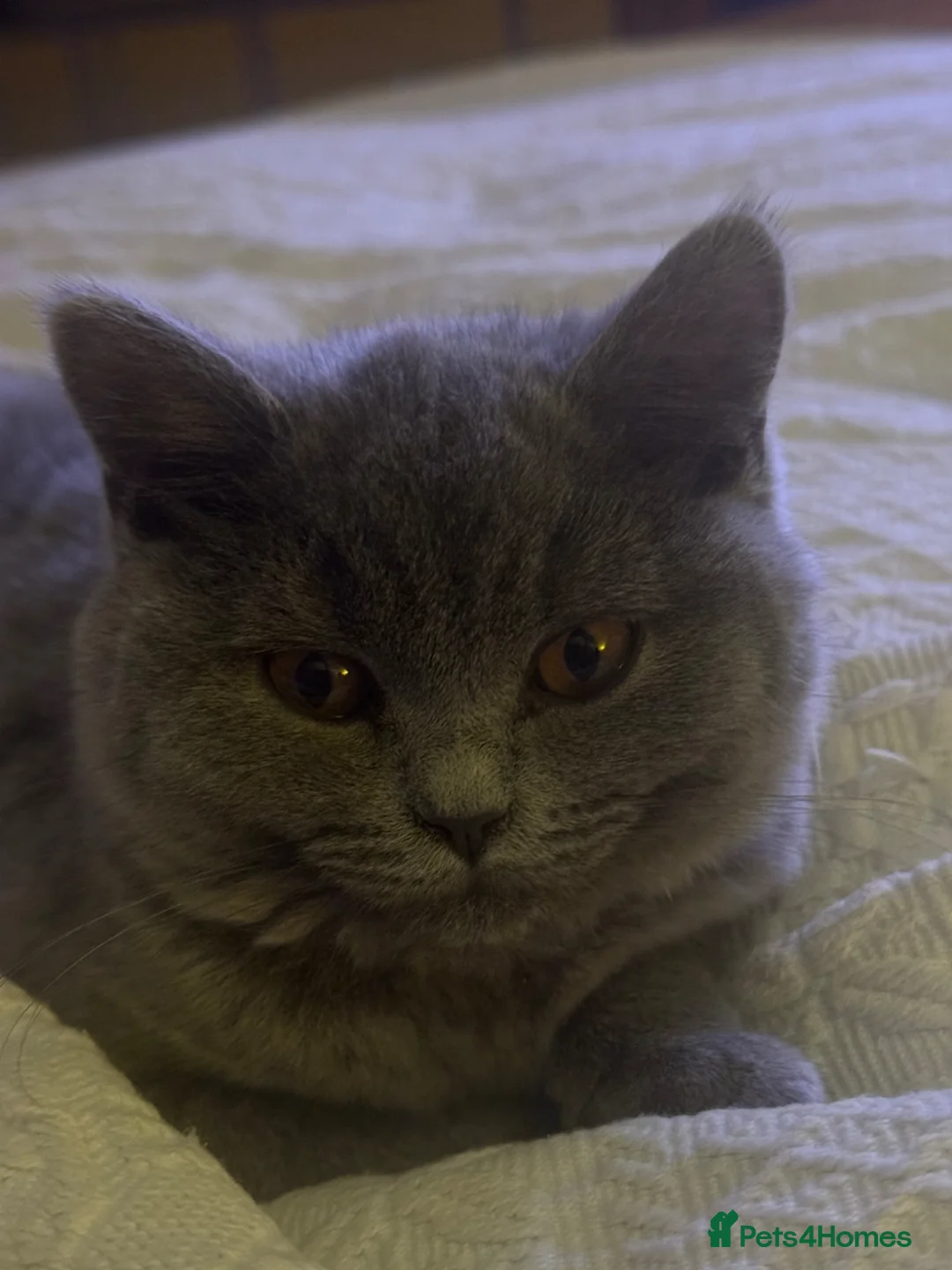 British Shorthair cats for sale: British short /longhair gccf  kittens  - Advert 8