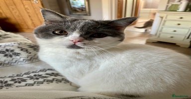 British Shorthair cats - Advert 6