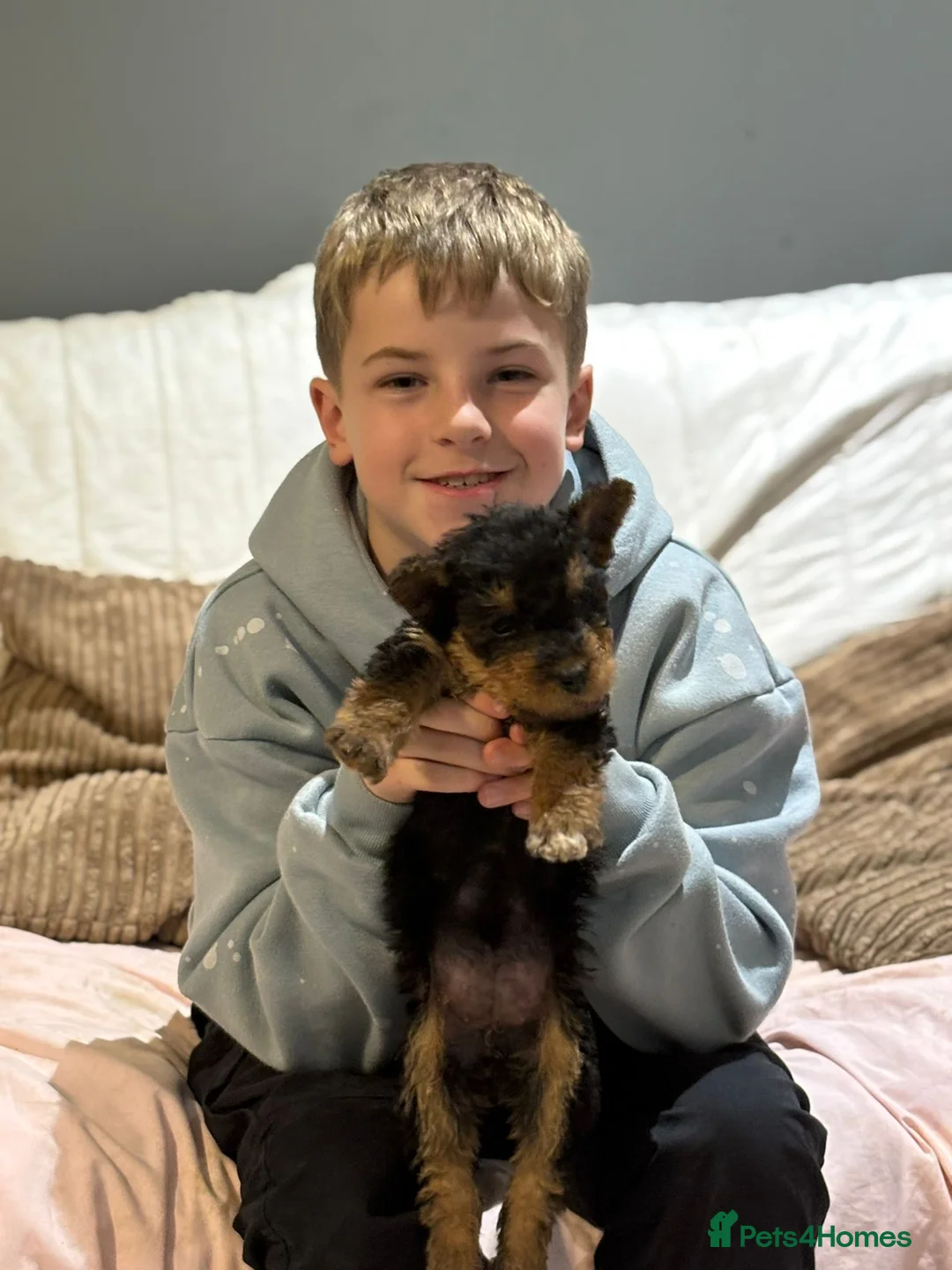 Airedale Terrier dogs for sale: Pure breed Airedale Terriers for sale - Advert 34