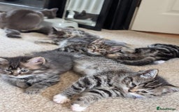 British Shorthair cats for sale: Beautiful British short hair  - Image 24