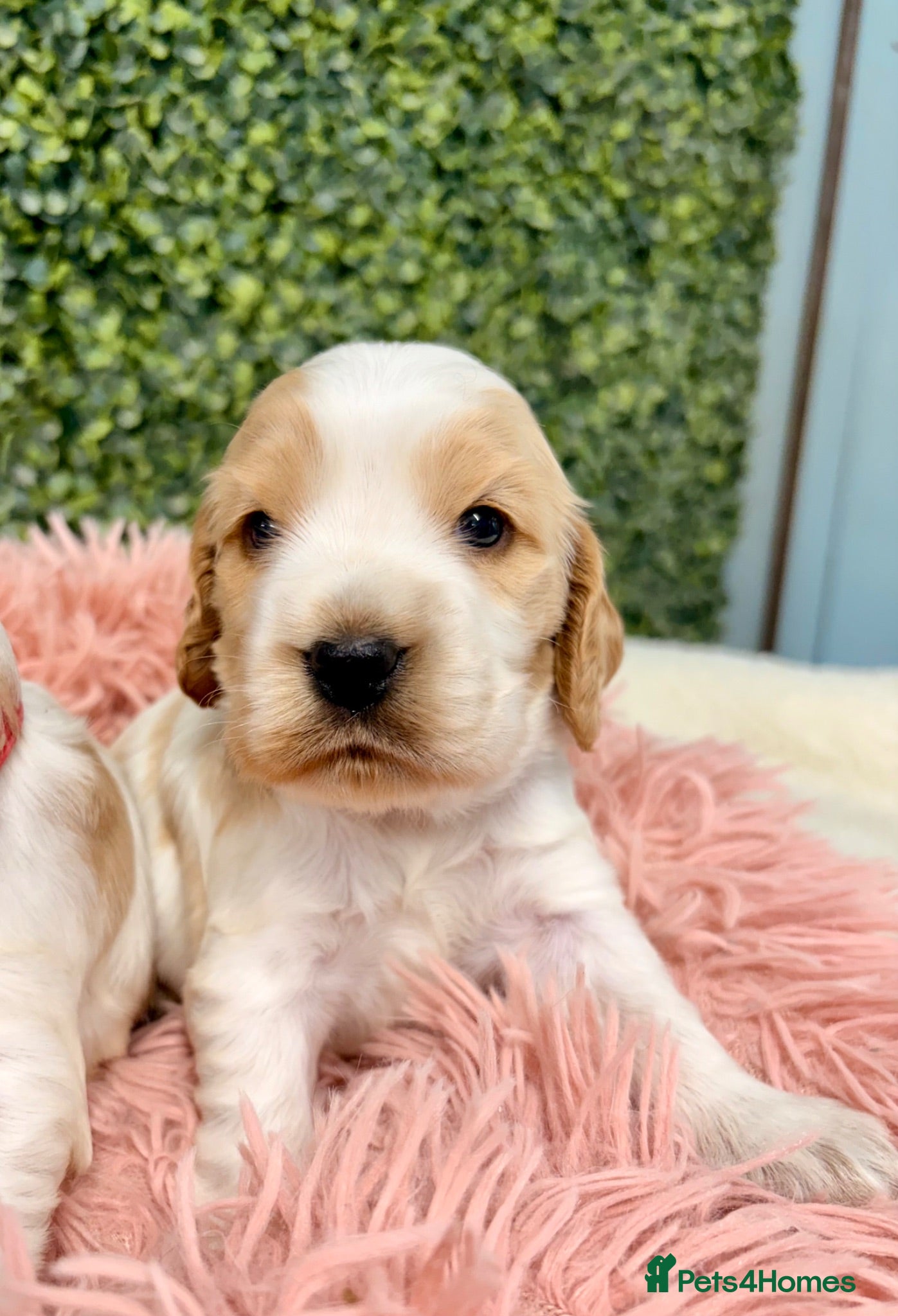 Cocker Spaniel dogs 🧡🤍 KC REG Show cocker Spaniel puppies for sale - Advert 2