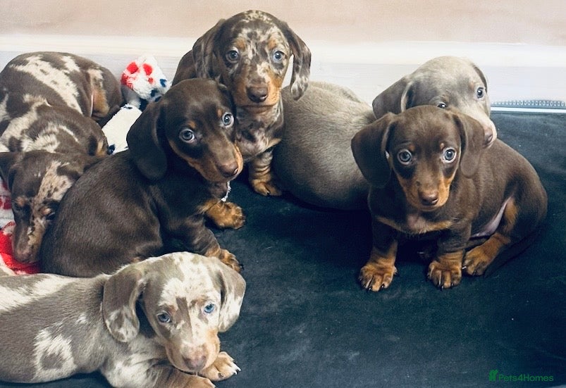 Miniature Dachshund dogs Stunning miniature dachshund puppies  - Advert 2