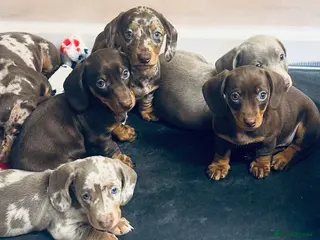 Miniature Dachshund dogs Stunning miniature dachshund puppies - Advert 2
