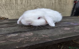 Mini Lop rabbits for sale: Show quality REW buck, 1 year old - Image 1