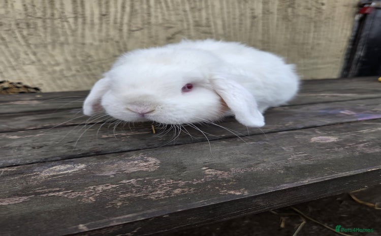 Mini Lop rabbits - Advert 2