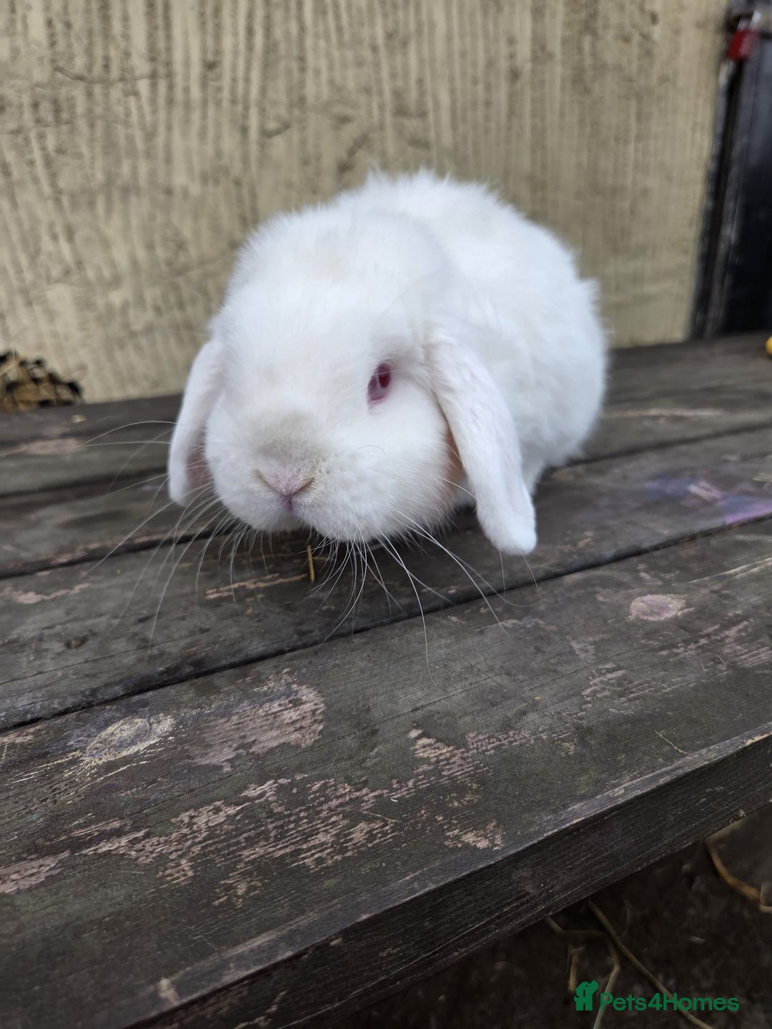 Mini Lop rabbits for sale: Show quality REW buck, 1 year old - Image 1