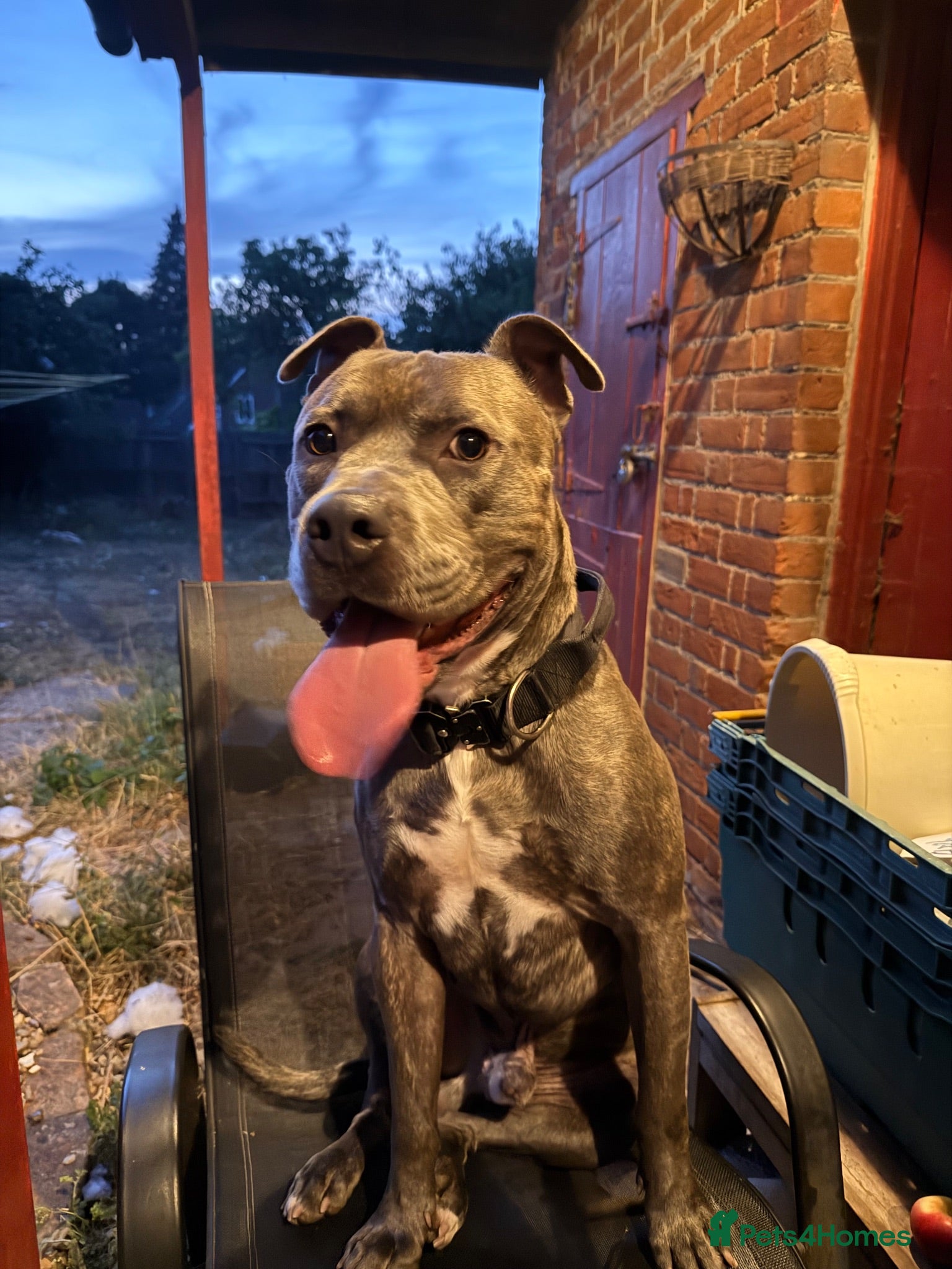 American Bull Staffy dogs Staffy - Advert 7