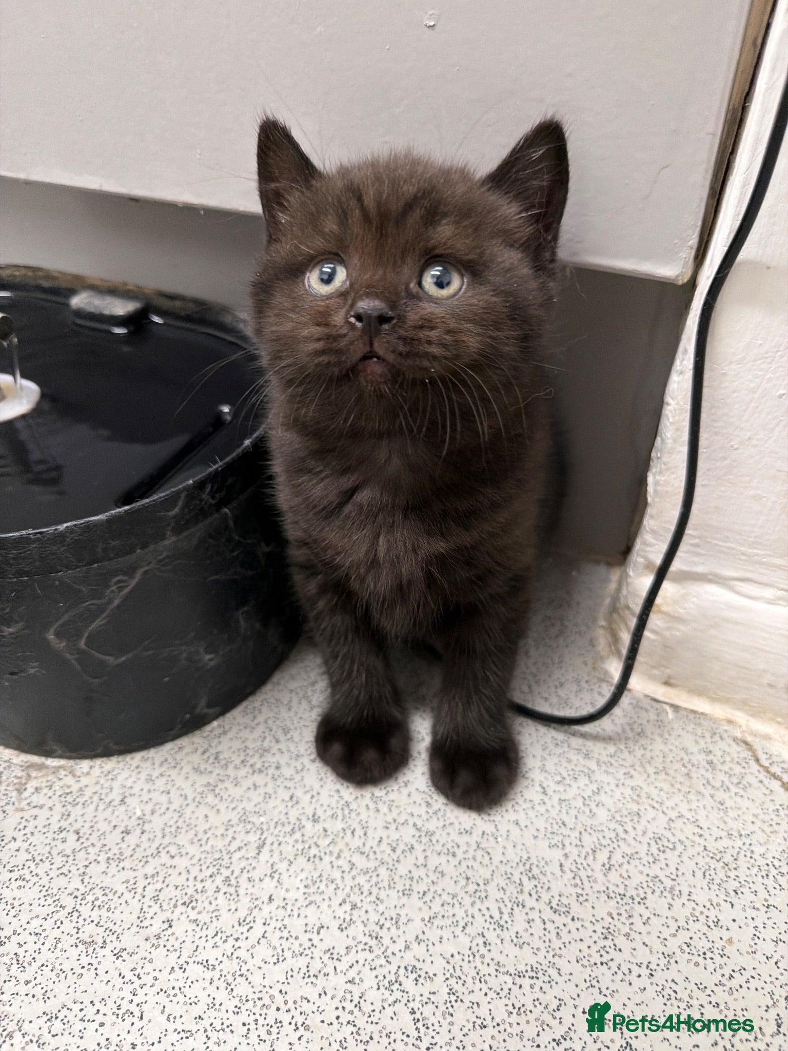 Scottish Fold cats LAST KITTEN Beautiful MALE Scottish Straight Kitte - Advert 18