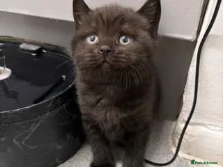 Scottish Fold cats LAST KITTEN Beautiful MALE Scottish Straight Kitte - Advert 18