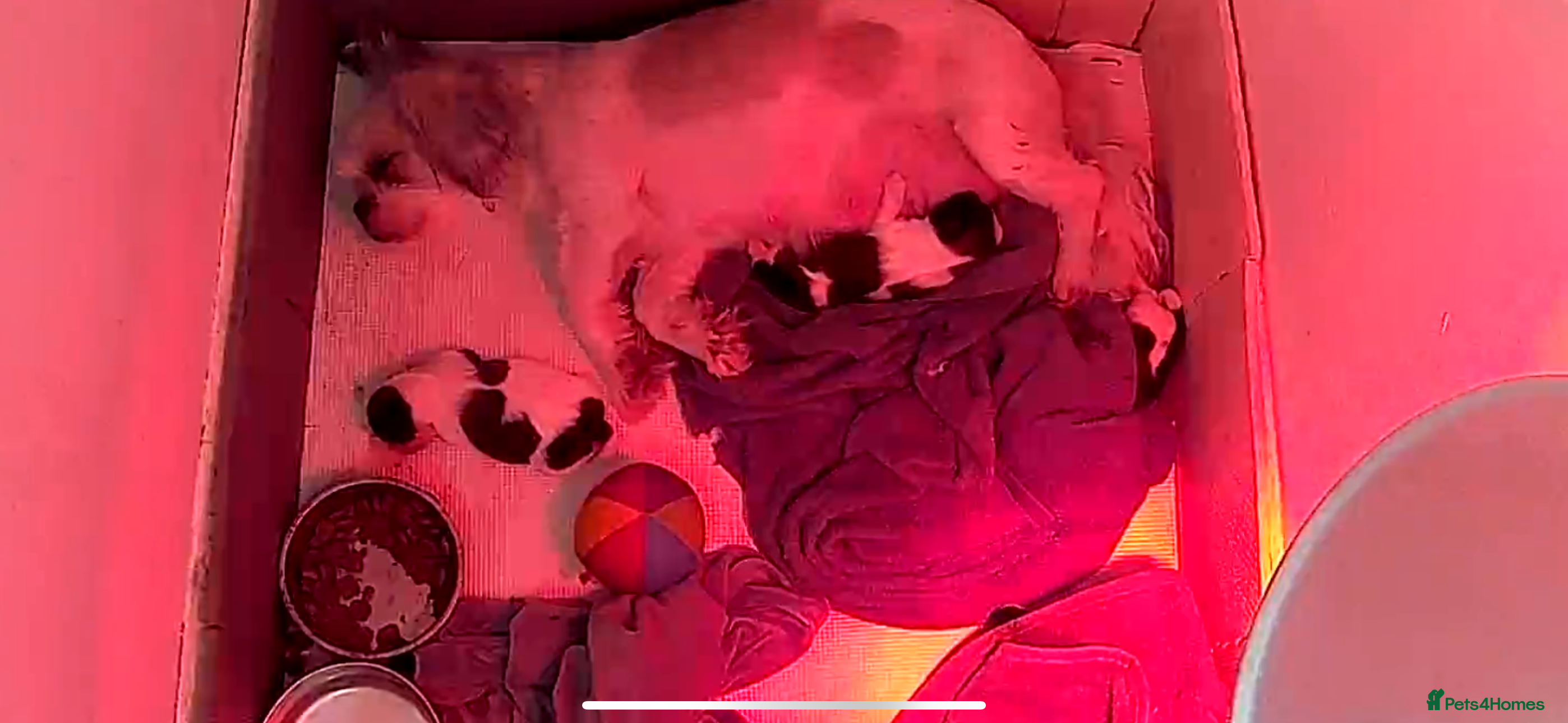 Shih Tzu dogs 2 female Shih Tzu puppies  - Advert 1