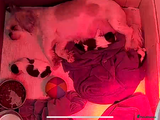 Shih Tzu dogs 2 female Shih Tzu puppies - Advert 1