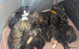 Mixed Breed cats for sale: White male kitten and 2 female kittens - Image 14
