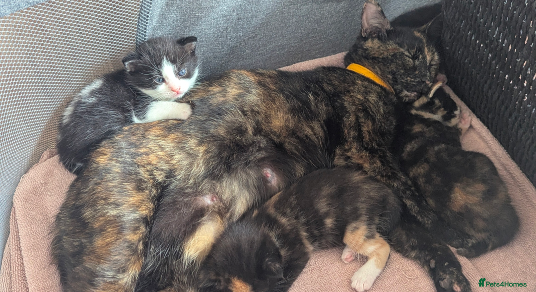 Mixed Breed cats for sale: White male kitten and 2 female kittens - Image 14