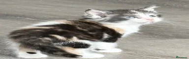 Maine Coon 6