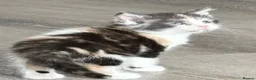 Maine Coon cats for sale:  Cross maine coon kittens - Advert 15