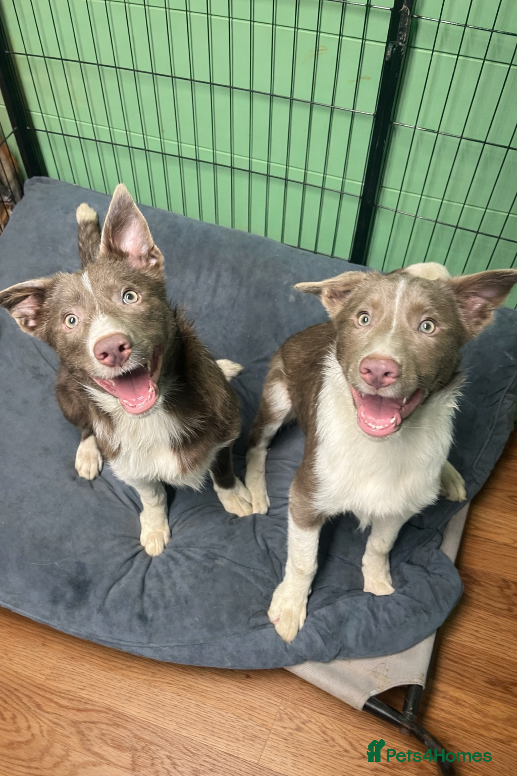 Border Collie dogs Exceptional Border Collie Puppies   - Advert 16