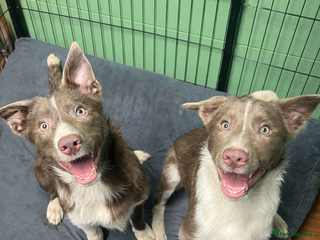 Border Collie dogs Exceptional Border Collie Puppies - Advert 2