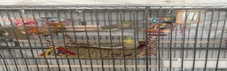 Cockatiels birds for sale: Two cockatiels for sale  in Newcastle upon Tyne - Advert 1