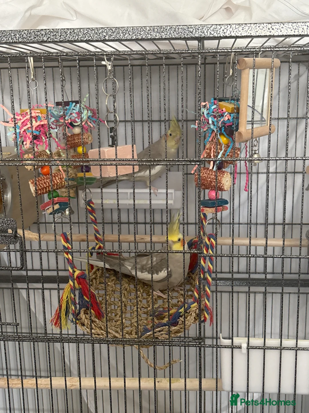 Cockatiels birds for sale: Two cockatiels for sale  in Newcastle upon Tyne - Advert 1