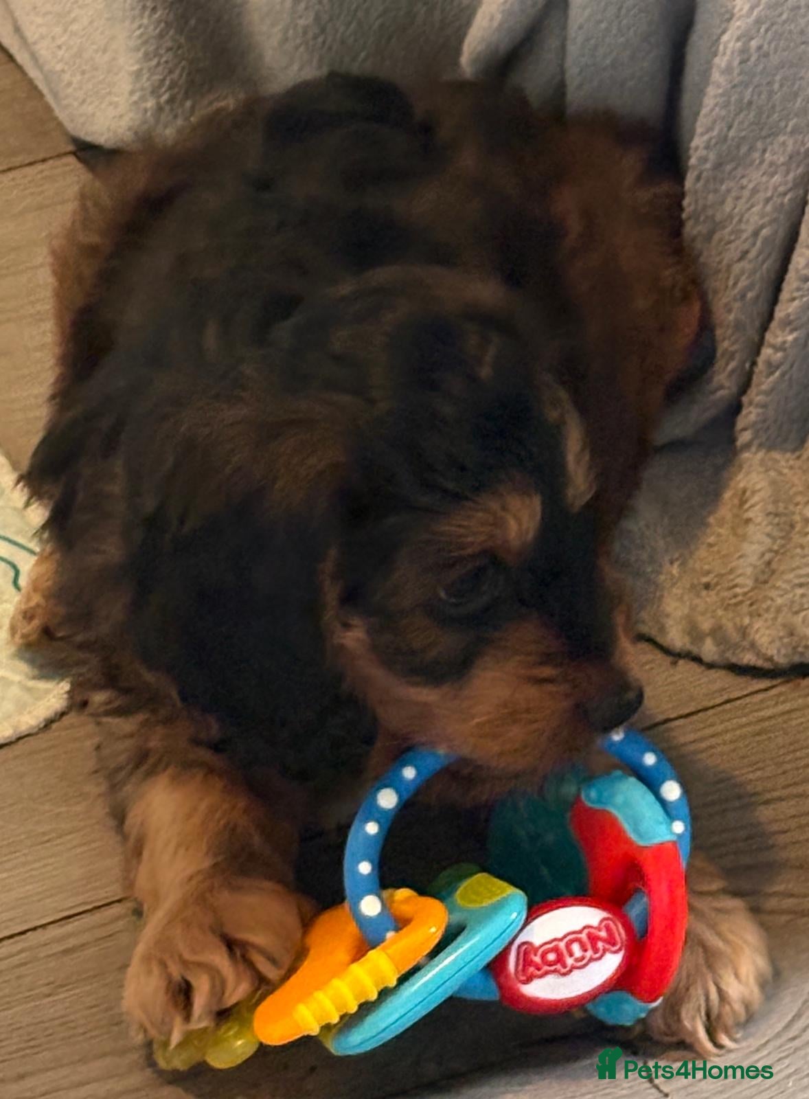 Cockapoo dogs Beautiful cockapoo puppies  - Advert 5