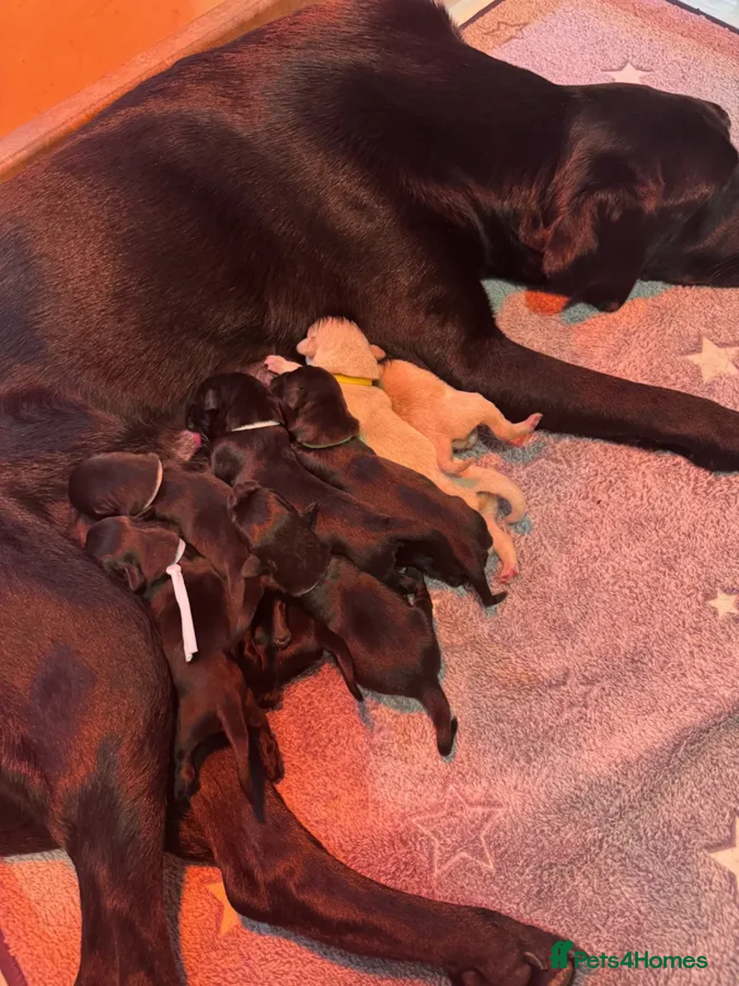 Labrador Retriever dogs for sale: KC Registered Health Tested Working Labs - Image 8