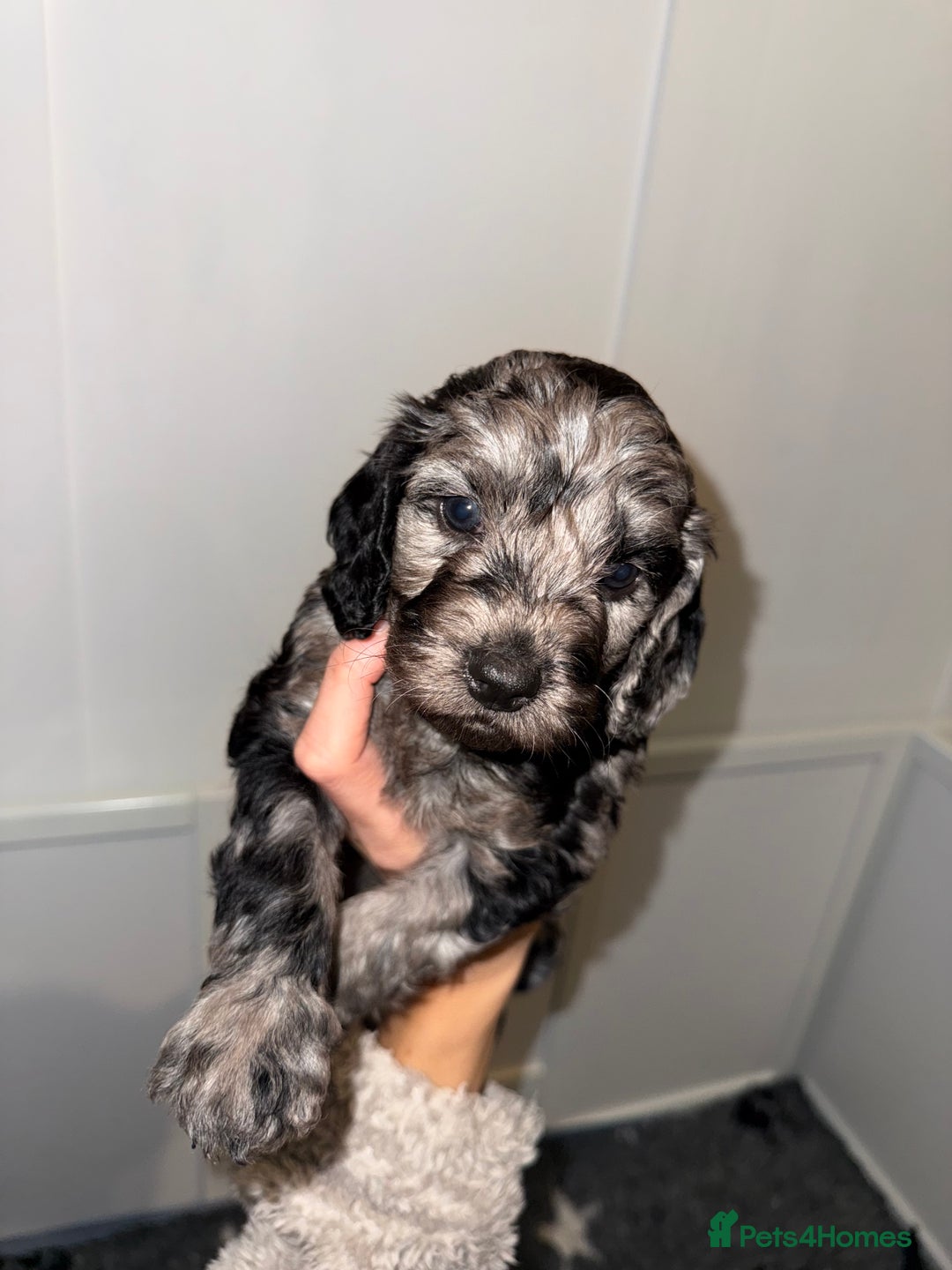 Cockapoo dogs for sale: F1 Cockapoo puppies  - Image 6