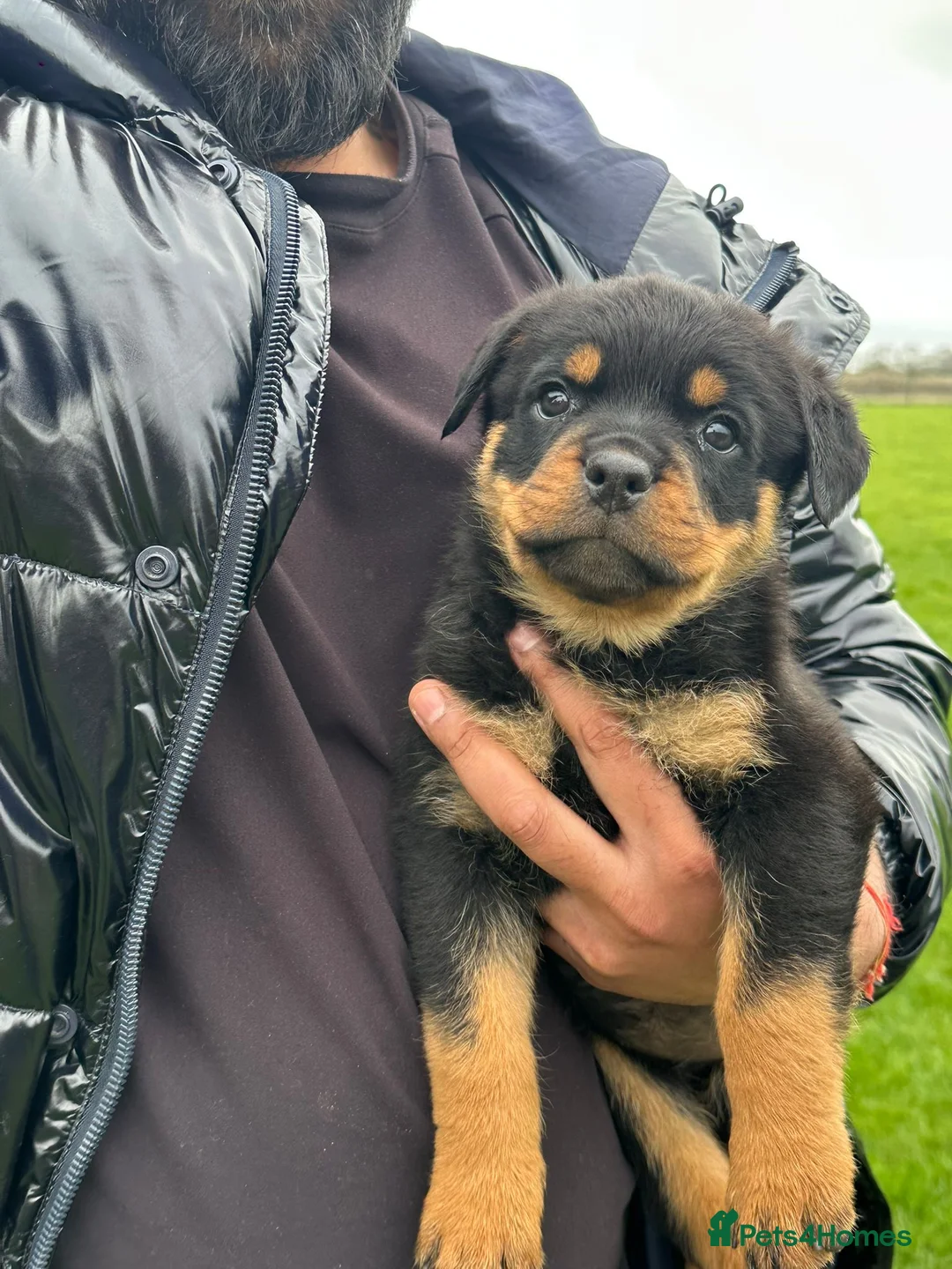 Rottweiler dogs for sale: Rottweiler pups READY TO GO KC Registered/Champion - Advert 2