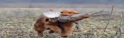 Golden Retriever dogs for sale: 0/0 H&E Exceptional Working GR Male – Diesel -  - Advert 3