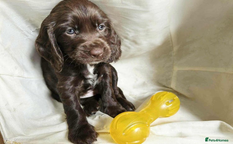 Cocker Spaniel dogs - Advert 11