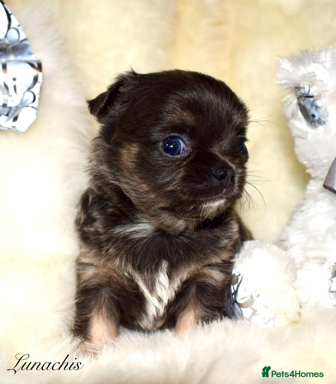 Chihuahua dogs for sale: Stunning long coat chihuahua puppies - Image 10