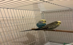 Budgerigars birds for sale: budgerigars - Image 3