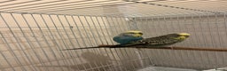 Budgerigars birds for sale: budgerigars - Advert 4
