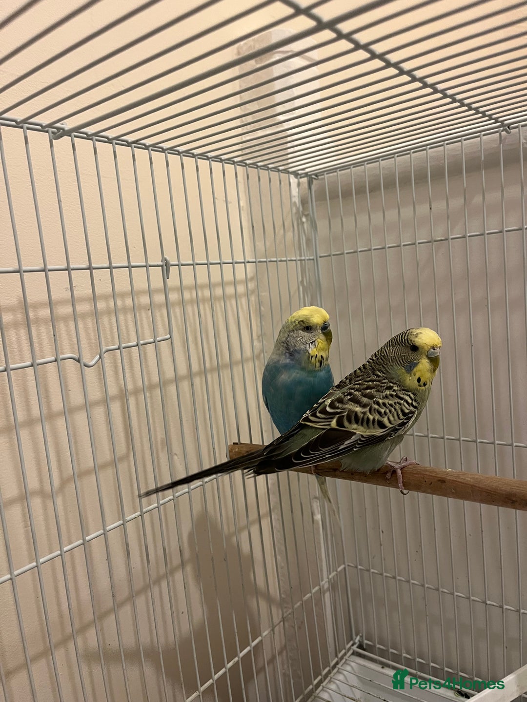 Budgerigars birds for sale: budgerigars - Image 3