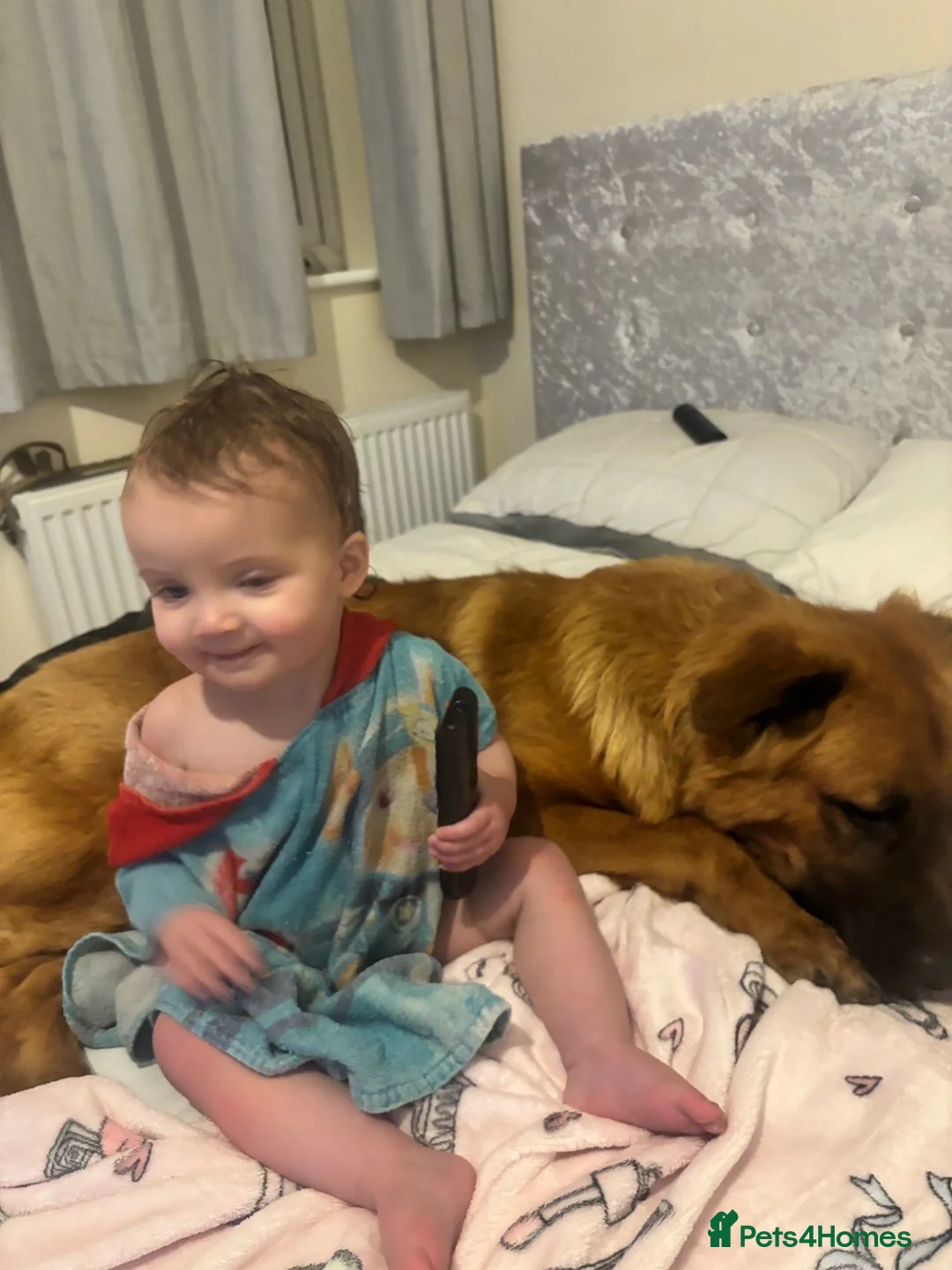 Mixed Breed dogs for sale: 1 year old male gsd  ** tiff in Melton Mowbray - Advert 14